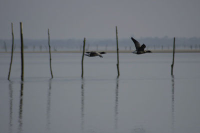 View of wooden posts in sea