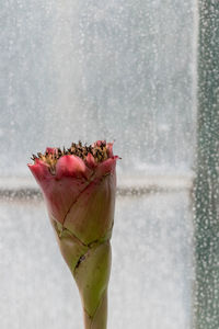 Close-up of a flower