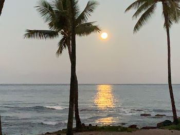 Palm tree by sea against sky during sunset