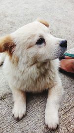 Low section of puppy sitting on floor