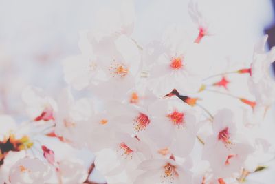 Full frame shot of white flowering plant