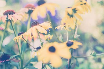 Close-up of yellow flowering plant on field