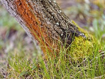 Close-up of lichen on tree trunk