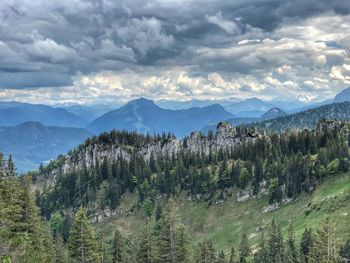 Panoramic view of pine trees against sky