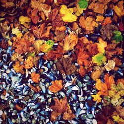 Full frame shot of leaves