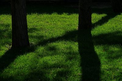 Trees on field