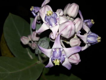 Close-up of flowers blooming against black background