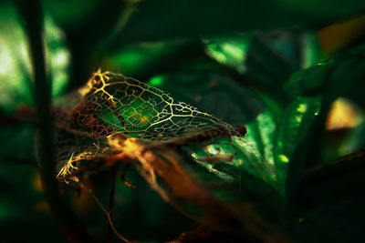 Close-up of insect on plant