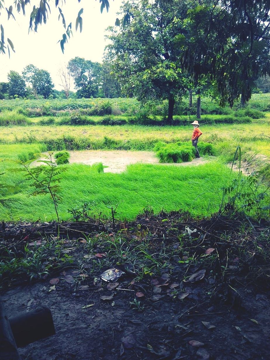 tree, grass, green color, growth, nature, field, tranquility, tranquil scene, beauty in nature, grassy, plant, landscape, scenics, day, water, men, outdoors, leisure activity