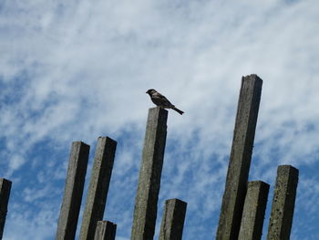 Low angle view of bird perching on wood against sky