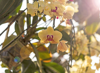 Low angle view of flowering plant