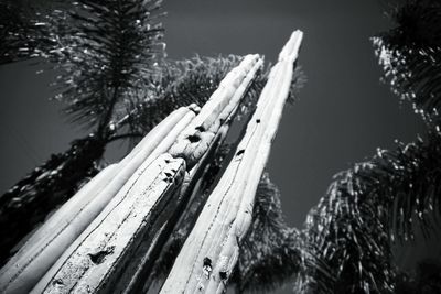 Trees in park