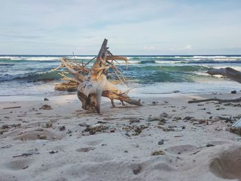 Driftwood on beach against sky