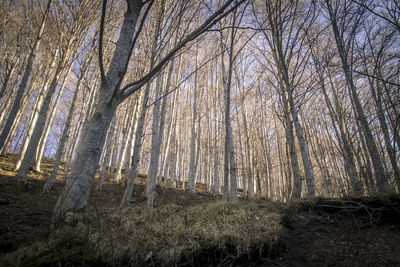 Low angle view of bare trees in forest