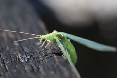 Macro shot of green insect on wood
