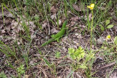 Close-up of plants growing on field