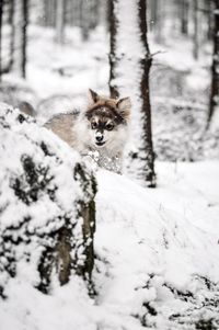 Puppy finnish lapphund dog playing on snow covered land