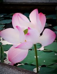 Close-up of pink flower