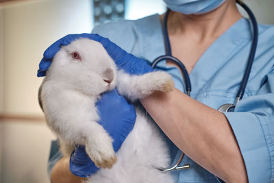 Midsection of veterinarian holding rabbit