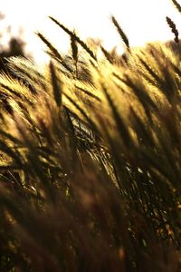 Close-up of crops on field against bright sky