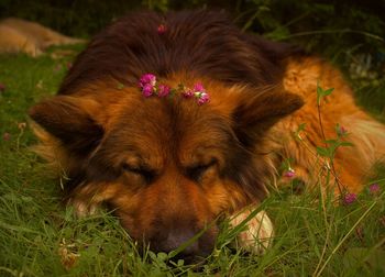 Sleeping beauty with a crown of flowers.