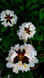 Close-up of white flowers