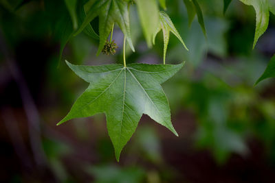 leaf