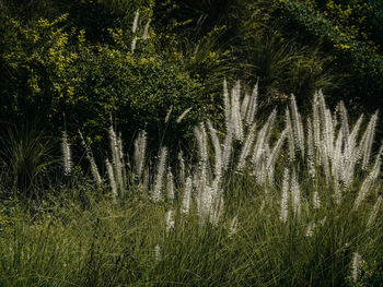 View of trees in forest