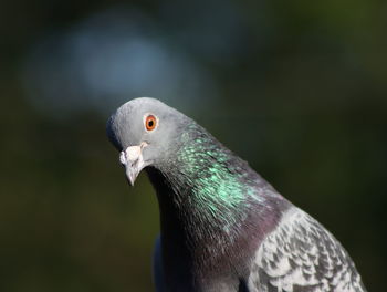 Close-up of pigeon