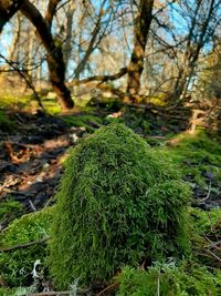 Close-up of moss growing on tree trunk