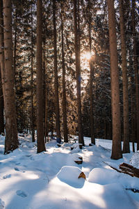 Trees in forest during winter