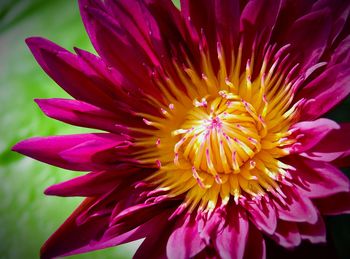 Close-up of yellow flower blooming outdoors