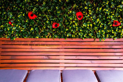 Red flowering plants on bench