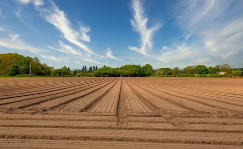Scenic view of agricultural field against sky