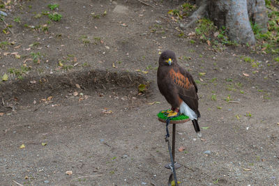 High angle view of bird perching on a field