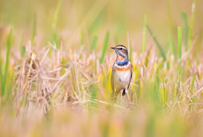 View of bird on field