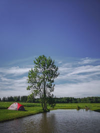 Tree by lake against sky