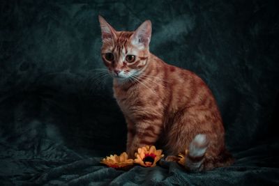 Portrait of cat sitting on floor