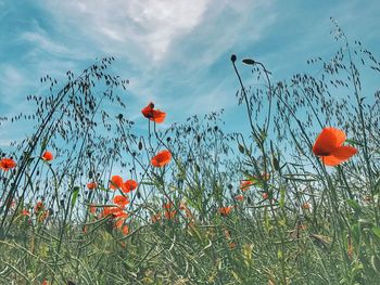 Red poppy flowers blooming on field against sky