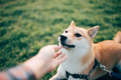 Midsection of man with dog