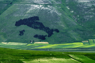 Scenic view of agricultural field