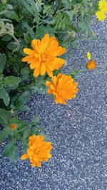 High angle view of yellow flowering plant