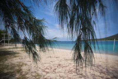 Palm trees on beach against sky