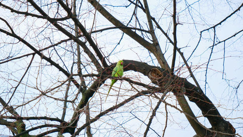 Low angle view of bird perching on bare tree