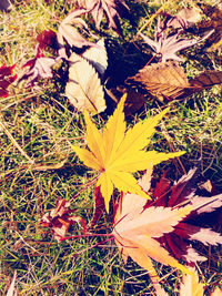 High angle view of maple leaves on field