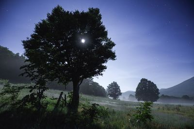 Trees on landscape against clear sky at night