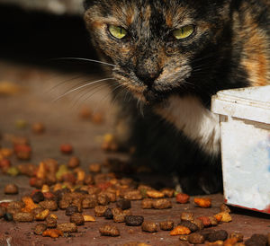 Close-up portrait of a cat