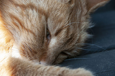 Close-up of a cat sleeping