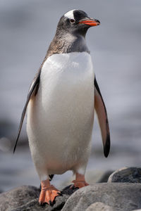 Gentoo penguin stands on rocks eyeing camera