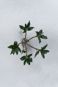 Close-up of fresh plant against white wall